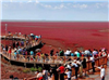 Bãi biển đỏ rực như bể máu khiến du khách không dám nhúng chân